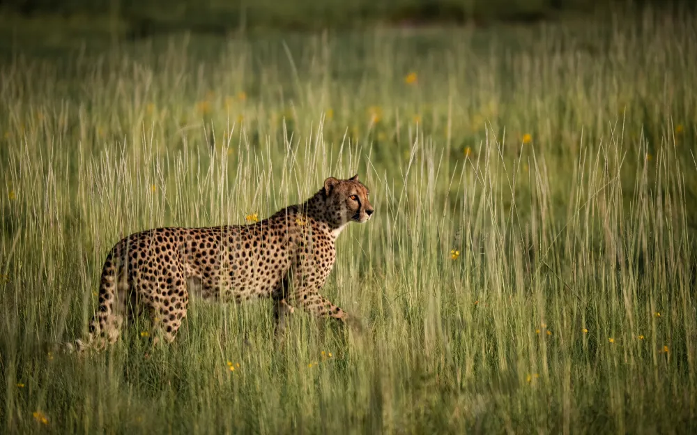 Cheetah