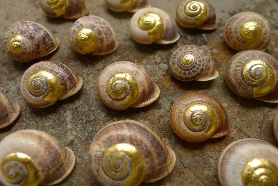 Man kann auch Schneckenhäuser vergolden